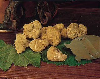 (tuber magnatum pico) o tartufo bianco di Campoli Appennino 