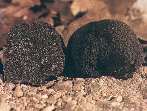 (tuber melanosporum vitt) o tartufo nero pregiato di Campoli Appennino