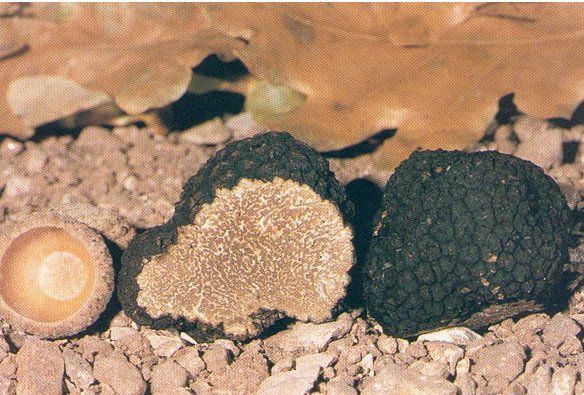 (tuber aestivum vitt) o tartufo nero estivo di Campoli Appennino